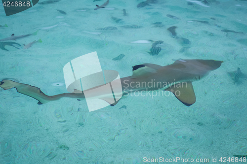 Image of Blacktip shark in moorea island lagoon
