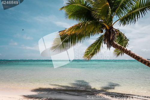 Image of Paradise tropical beach and lagoon in Moorea Island