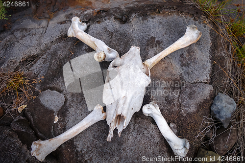 Image of Horse skull and bones