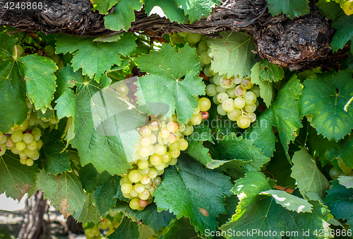 Image of Bunch of grape in a vine