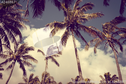 Image of Palm trees on Anakena beach, easter island