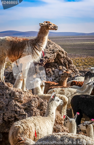 Image of Lamas herd in Bolivia