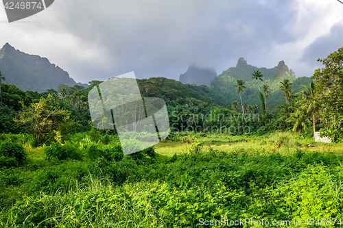 Image of Moorea island jungle and mountains landscape