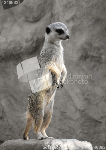 Image of Suricate on a rock