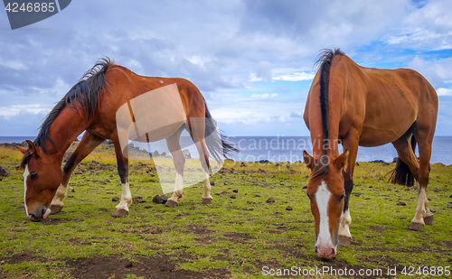 Image of Horses on easter island cliffs