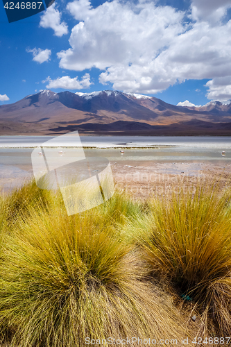 Image of Laguna Honda in sud Lipez Altiplano reserva, Bolivia