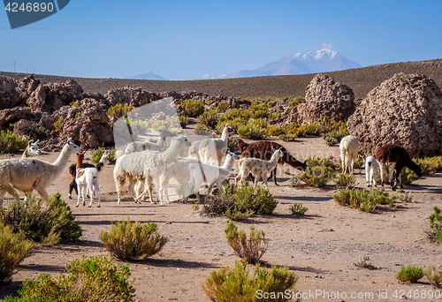 Image of Lamas herd in Bolivia