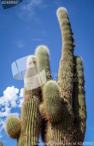 Image of giant cactus in the desert, Argentina