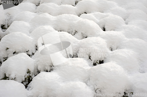 Image of snow on the bushes