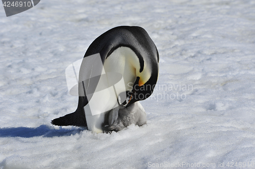 Image of Emperor Penguins with chick