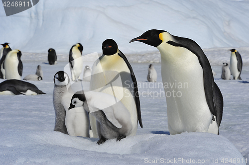 Image of Emperor Penguins with chicks