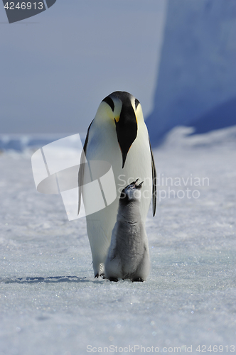 Image of Emperor Penguin with chick