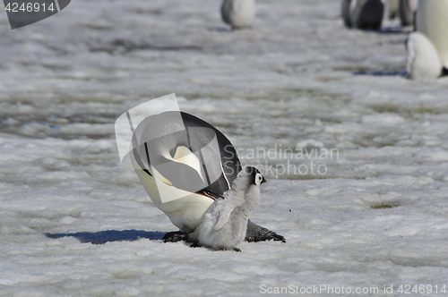 Image of Emperor Penguins with chick