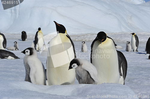 Image of Emperor Penguins with chicks