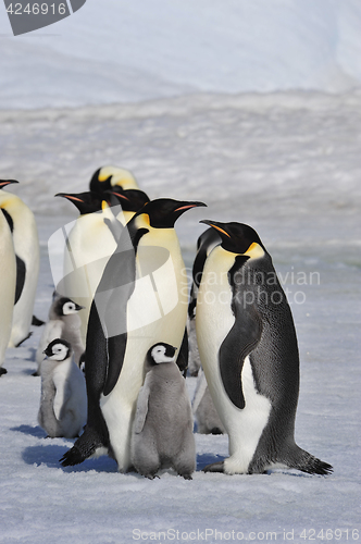 Image of Emperor Penguins with chicks