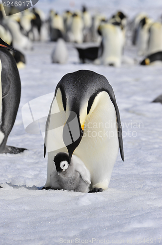 Image of Emperor Penguins with chick