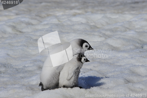 Image of Emperor Penguin chicks in Antarctica