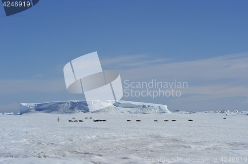 Image of Beautiful view of icebergs Snow Hill Antarctica