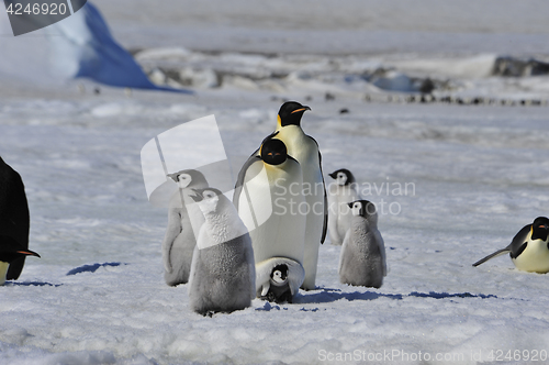 Image of Emperor Penguins with chicks