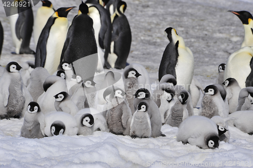 Image of Emperor Penguins with chicks