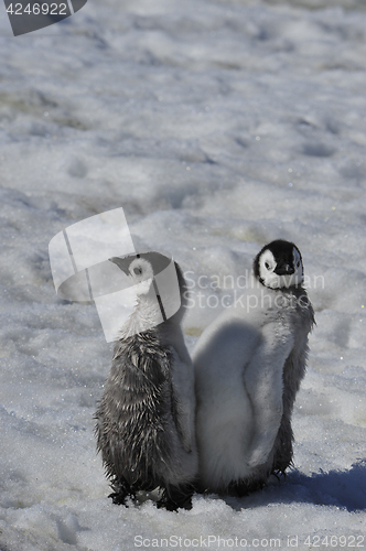 Image of Emperor Penguin chicks in Antarctica