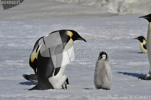 Image of Emperor Penguins with chicks