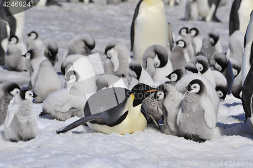 Image of Emperor Penguins with chicks