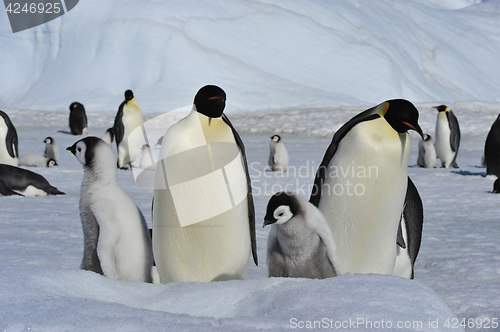 Image of Emperor Penguins with chicks