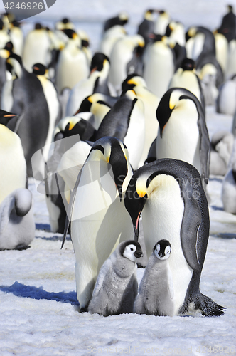 Image of Emperor Penguins with chick