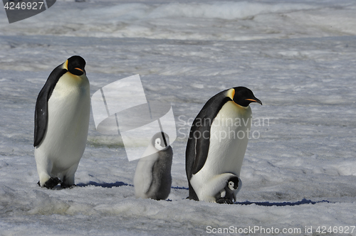 Image of Emperor Penguins with chicks