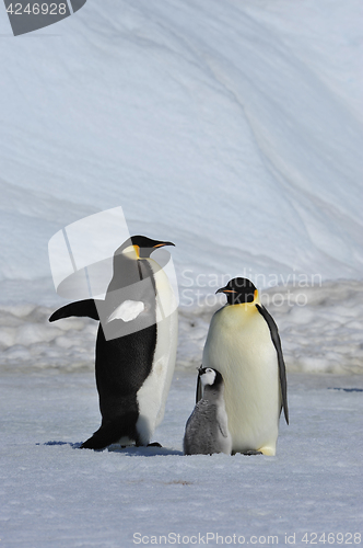 Image of Emperor Penguins with chicks