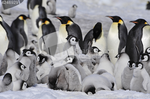 Image of Emperor Penguins with chicks