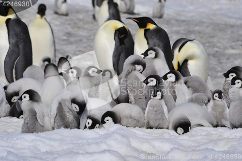 Image of Emperor Penguins with chicks