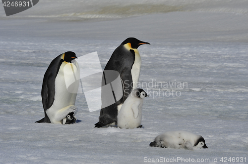 Image of Emperor Penguins with chicks