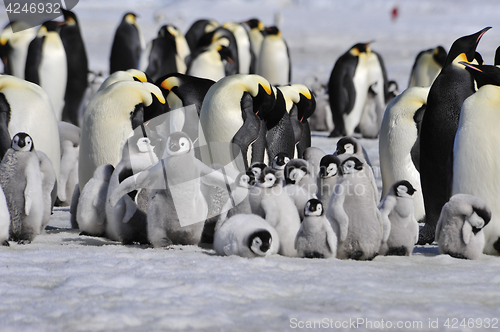 Image of Emperor Penguins with chick