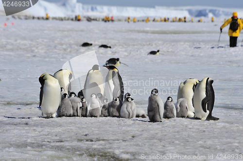 Image of Emperor Penguins with chick