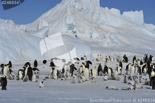 Image of Emperor Penguins with chicks