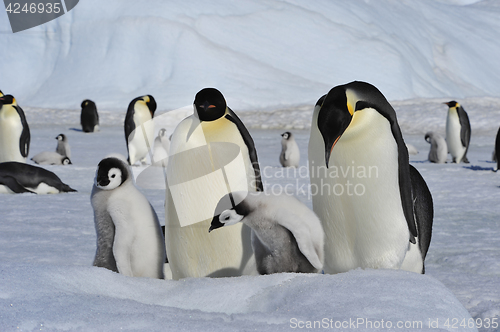 Image of Emperor Penguins with chicks