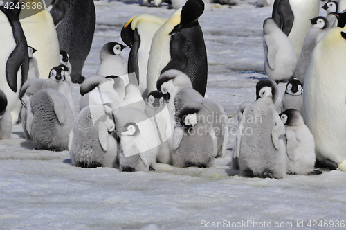 Image of Emperor Penguins with chick