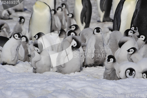 Image of Emperor Penguins with chicks