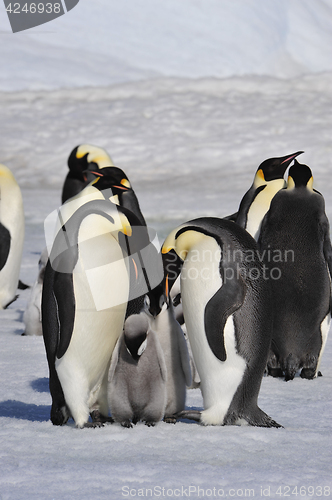 Image of Emperor Penguins with chicks