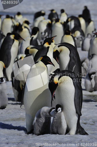 Image of Emperor Penguins with chick