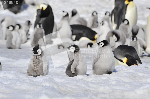 Image of Emperor Penguins with chicks