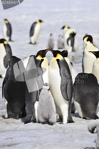 Image of Emperor Penguins with chick