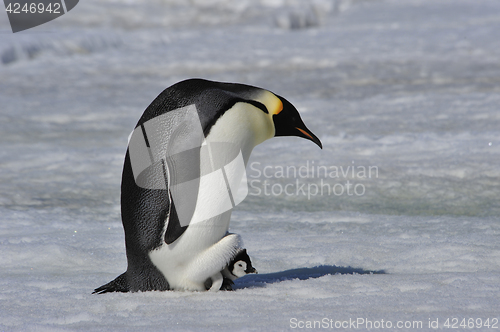 Image of Emperor Penguin with chick