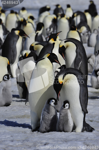 Image of Emperor Penguins with chick