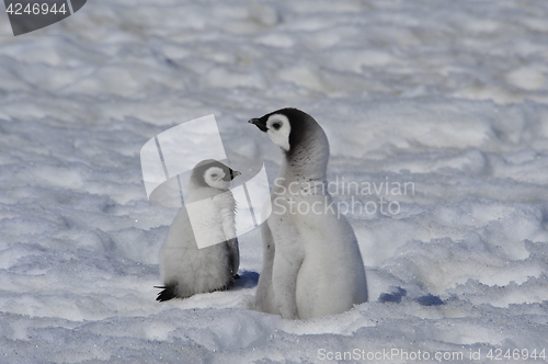 Image of Emperor Penguin chicks in Antarctica