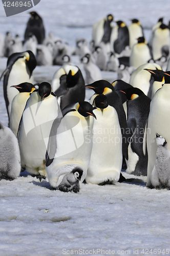 Image of Emperor Penguins with chick