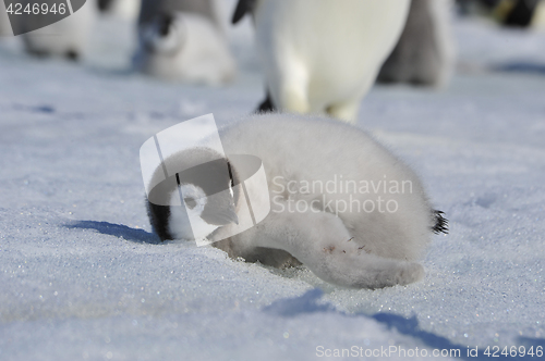 Image of Emperor Penguin chicks in Antarctica