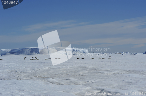 Image of Beautiful view of icebergs Snow Hill Antarctica